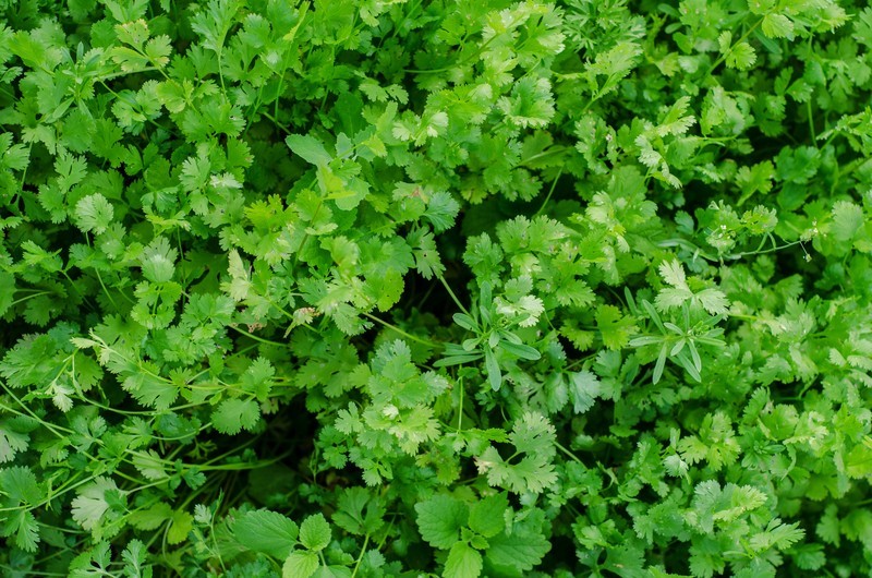 Fresh Cilantro Bunch Fresh Cilantro Bunch