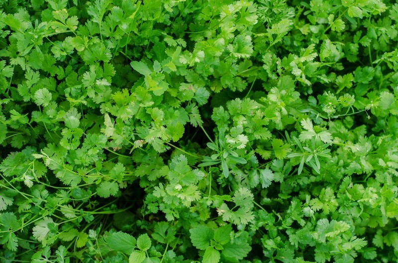 Fresh Cilantro Bunch