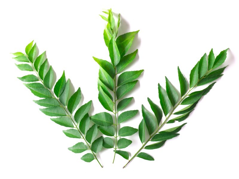 Fresh Curry Leaves Bunch