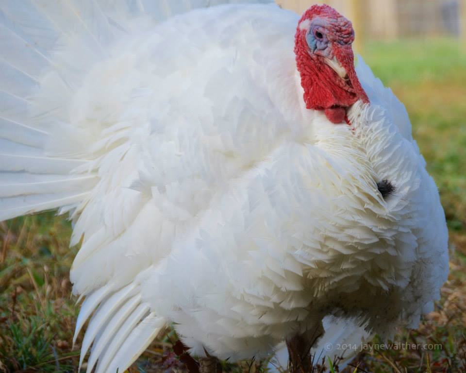 Whole Turkey 10-12 lbs